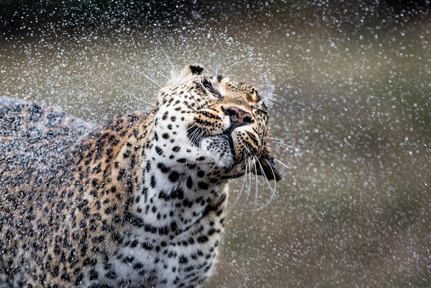 Londolozi Learning Journey