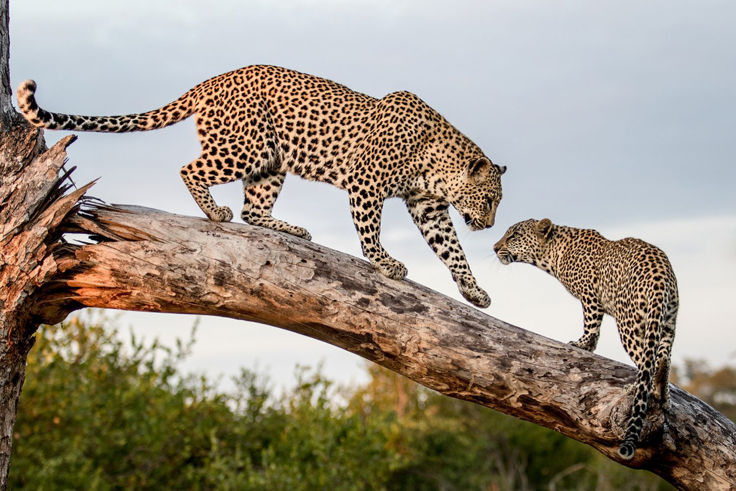 Londolozi Learning Journey