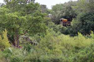 Londolozi Learning Journey Tree Camp