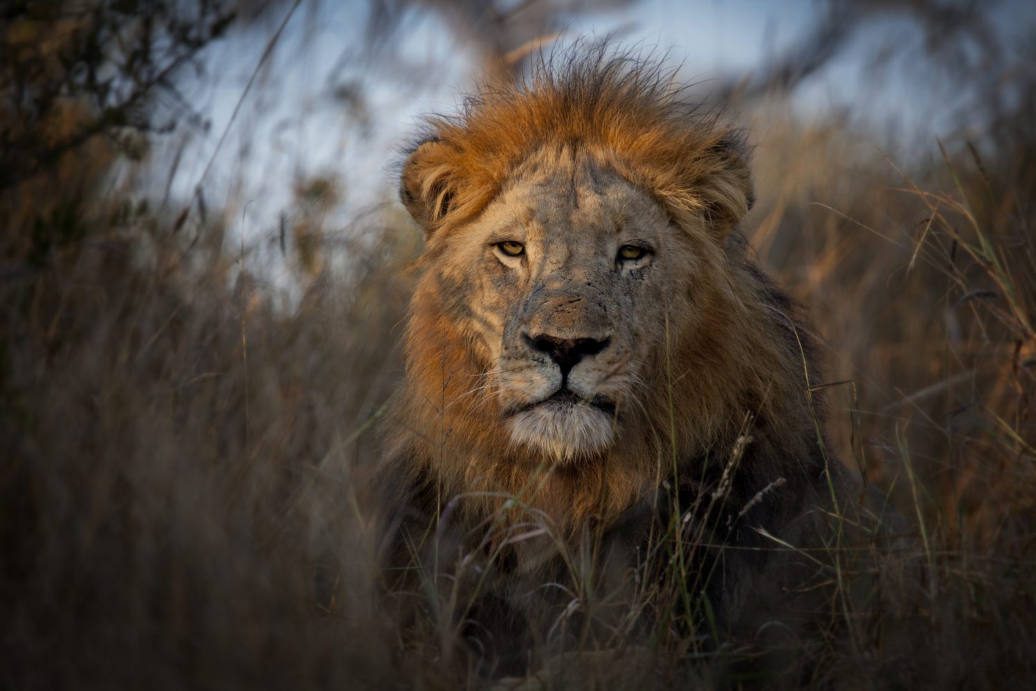 Lion Tracking with Boyd Varty