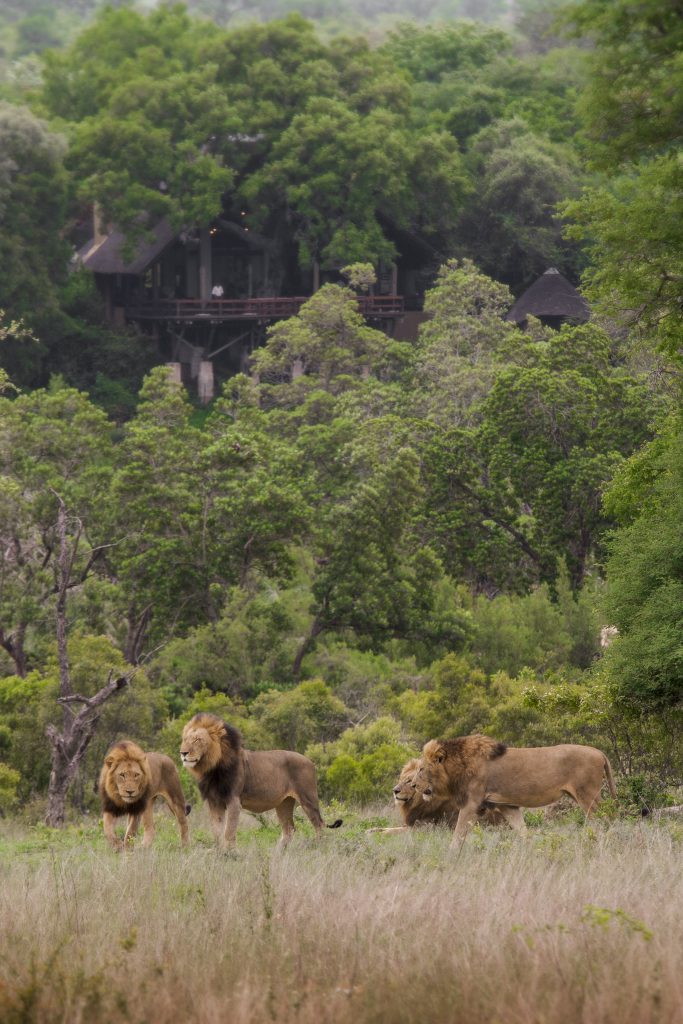 Londolozi Varty Camp Male Lions