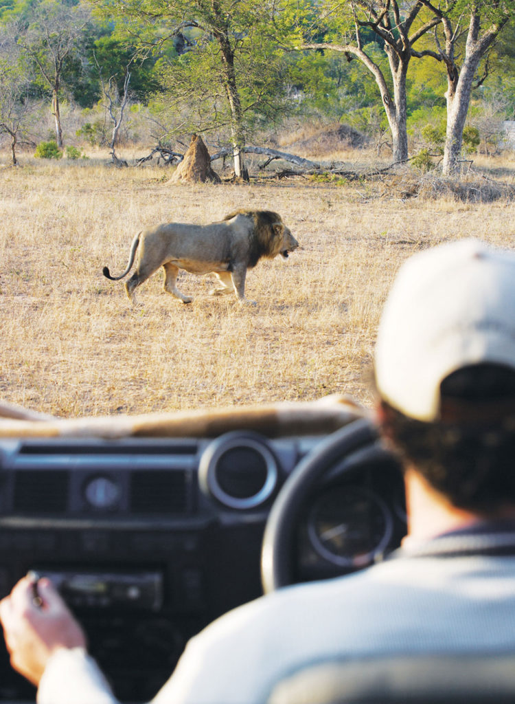 Lion Tracking at Londolozi with Boyd Varty | Boyd Varty