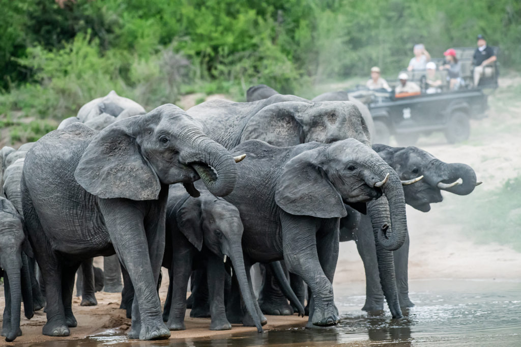 Londolozi Safari Experience | Boyd Varty